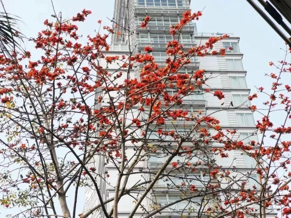 水中倒影木棉花 相映成趣似姊妹是什么生肖|精选解释解析落实